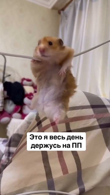 Не сидите на ПП и диетах. Оно вам надо?! 😉