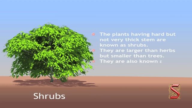 Plants: Parts and Functions (Herbs Shrubs and Trees-01) смотреть онлайн