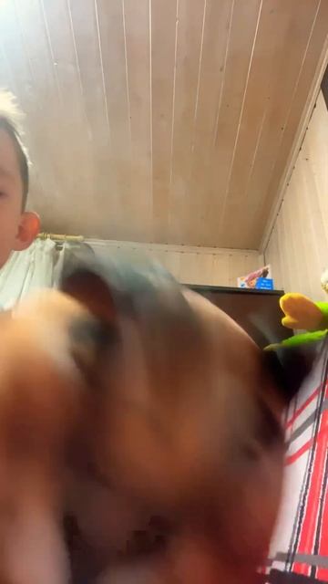 Какие звуки издают каракалы смотреть онлайн