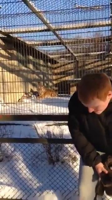 СЕНСАЦИЯ! Тигр напал на человека в зоопарке! Epic fail. прикол! смотреть онлайн