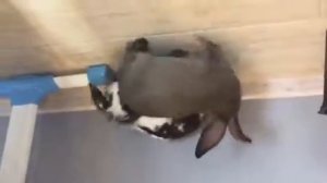 Заячий хоровод 1