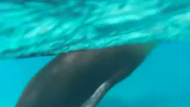 Playful Sea Lion смотреть онлайн