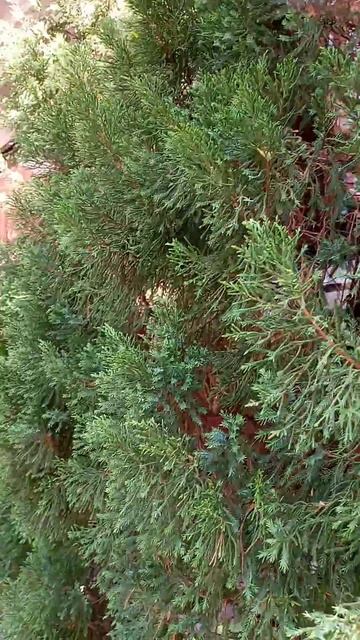 Cypress Bonsai Tree#Shorts смотреть онлайн