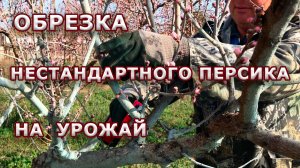 Обрезка нестандартного персика на урожай / продолжение...
