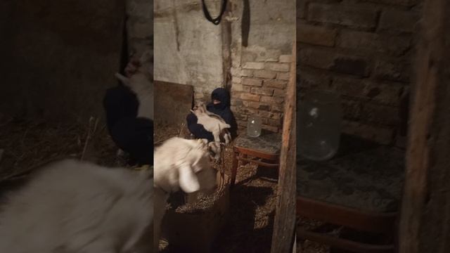 сытые довольные