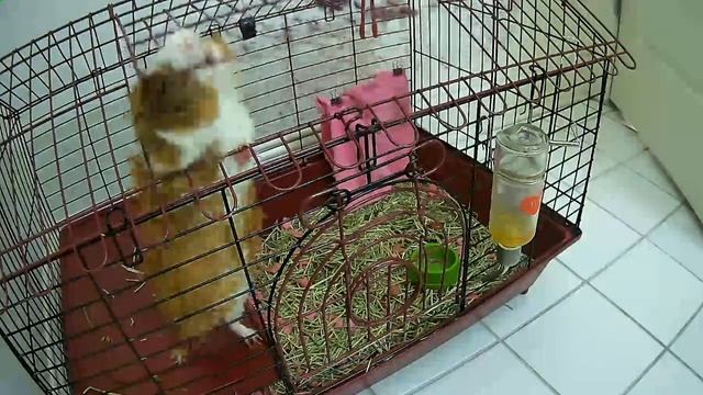 This pig is smart and a escape artist смотреть онлайн