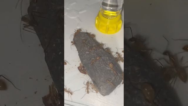 Camponotus Fédtschenkoï et camponotus Féstinatus bien active un régal. смотреть онлайн
