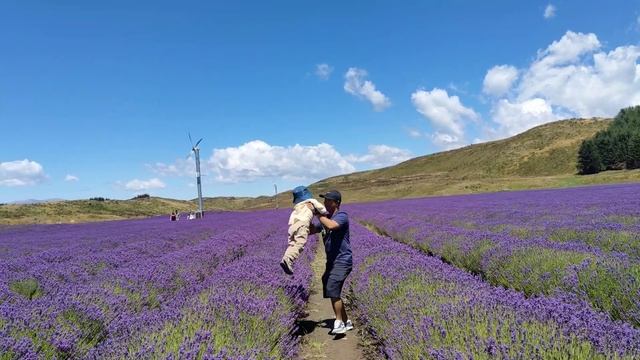 Lake Tekapo New Zealand / Alpine Lavender Farm / Lavender Ice Cream