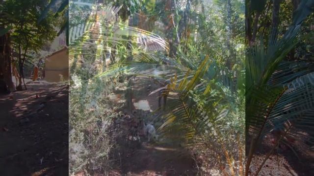 Bungalow Hunting in Sri Lanka смотреть онлайн