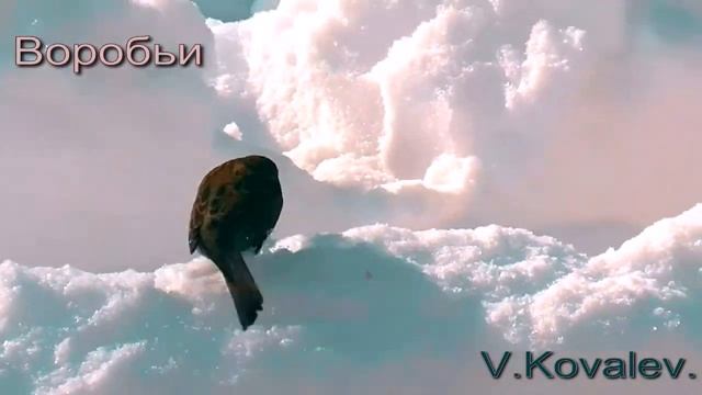 Воробьи - ОБЕД - 15.02.2016 г. смотреть онлайн