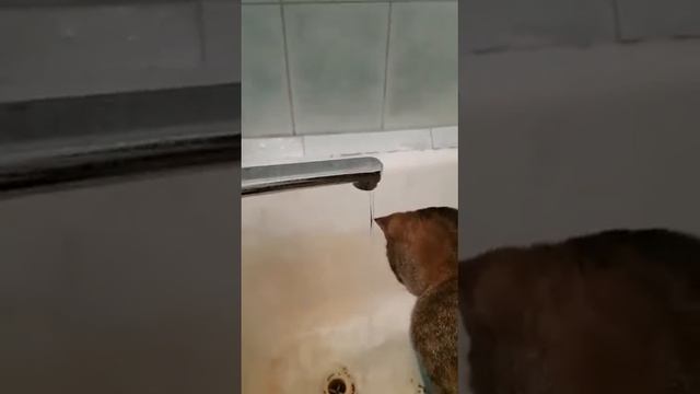 Вода с крана вкуснее! смотреть онлайн