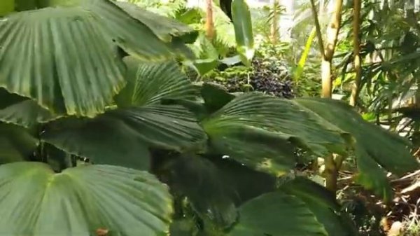 Тропический лес. Невероятно красивые звуки джунглей. Релакс.