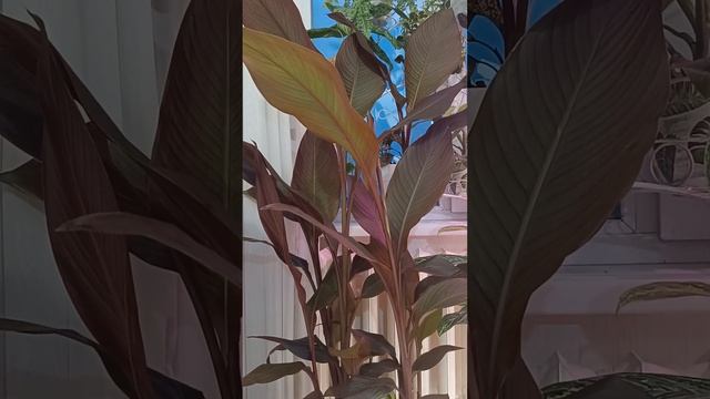 Выращивание Канны в домашних условиях. Мой опыт смотреть онлайн