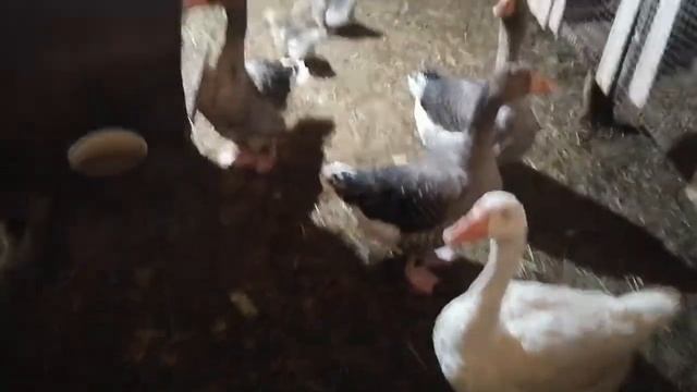 гуси приняли гусят смотреть онлайн