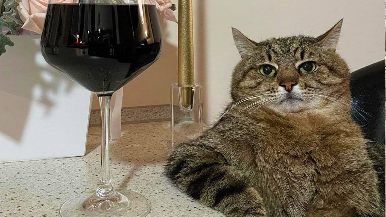 ПРИКОЛЫ С ЖИВОТНЫМИ ДО СЛЕЗ / Смешные КОТЫ / Приколы с КОТАМИ смотреть онлайн