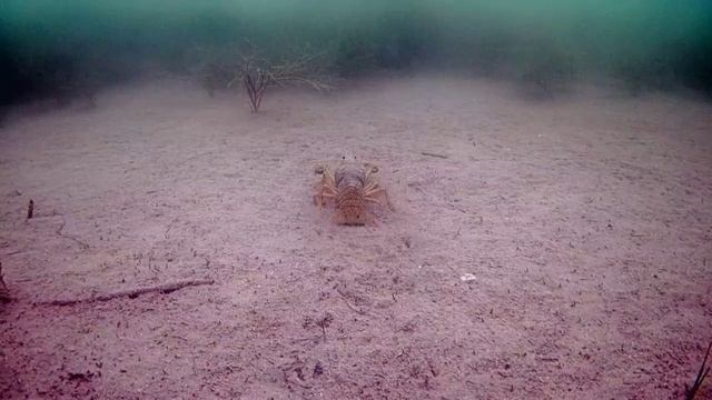 Подводная съемка рака смотреть онлайн