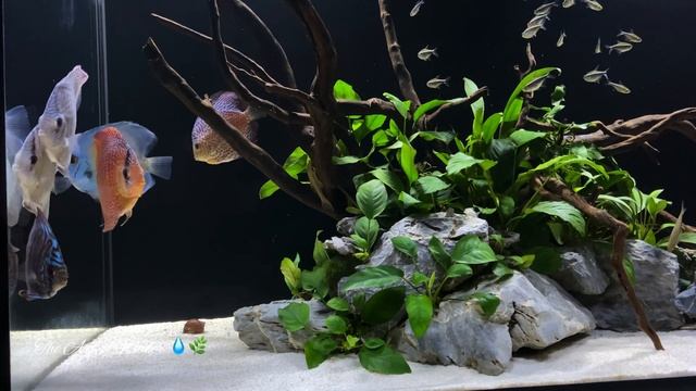 Cobalt Blue Discus in Blue Diamond Discus Tank | Best Discus Varieties | 4K смотреть онлайн