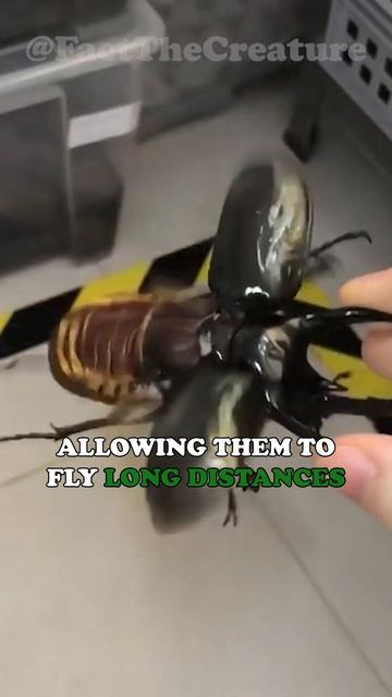 It is the largest beetle in the world! смотреть онлайн