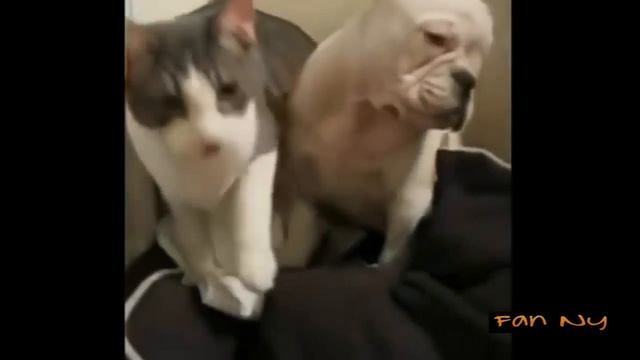 Приколы коты и собаки - Comedy dogs and cats смотреть онлайн