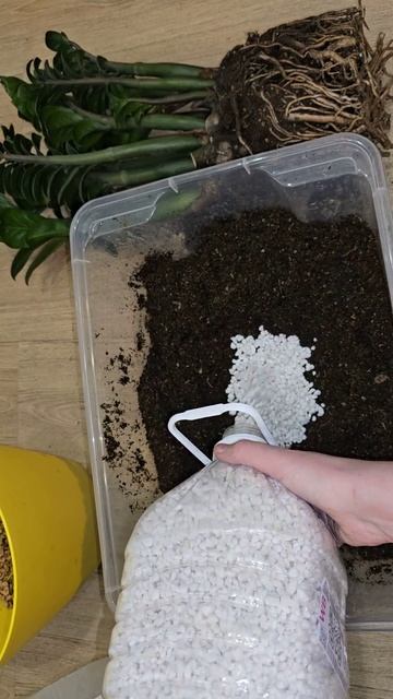 ЖАЛЕЮ, что раньше так не выращивала ЗАМИОКУЛЬКАС, листва растет, как на дрожжах смотреть онлайн