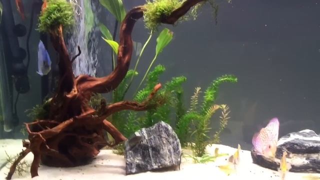 Agressive Cobalt Discus смотреть онлайн