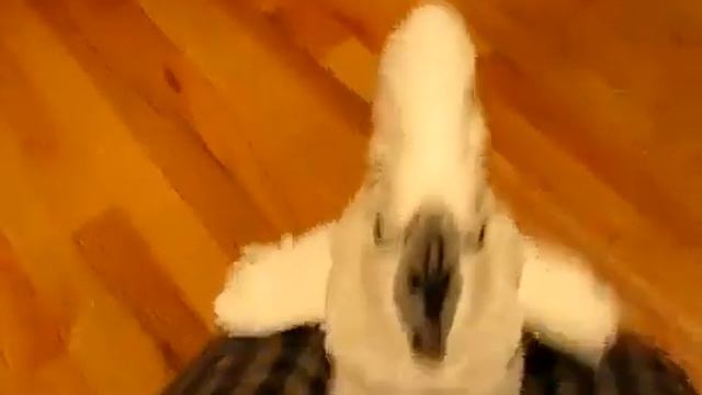 Клёвый попугай смотреть онлайн