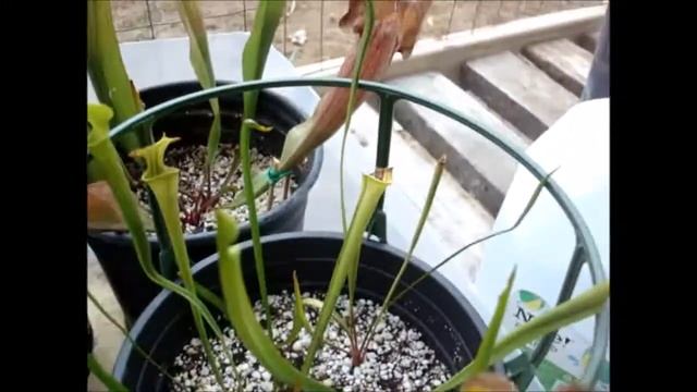 Updated Sarracenia Carnivorous plant collection! (close up) смотреть онлайн