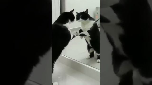 Кот впервые увидел своё отражение смотреть онлайн