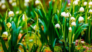 ✨ ЧАРУЮЩАЯ ТИБЕТСКАЯ ФЛЕЙТА И ПЕНИЕ ПТИЦ 🐦 ЗВУКИ ПРИРОДЫ И НЕЖНЫЙ ЗВУК ВОДЫ ДЛЯ МЕДИТАЦИИ