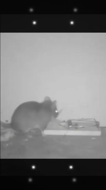 КРЫСА 007 #крыса #мем #мышеловка