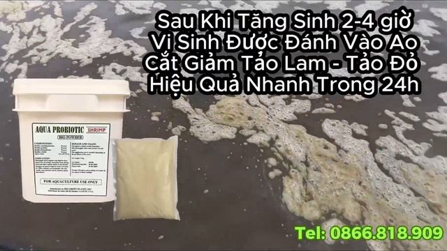 Vi Sinh Mỹ Chuyên Cắt Tảo Độc Làm Sạch Nước Ao Nuôi Tôm | Eco Shrimp смотреть онлайн