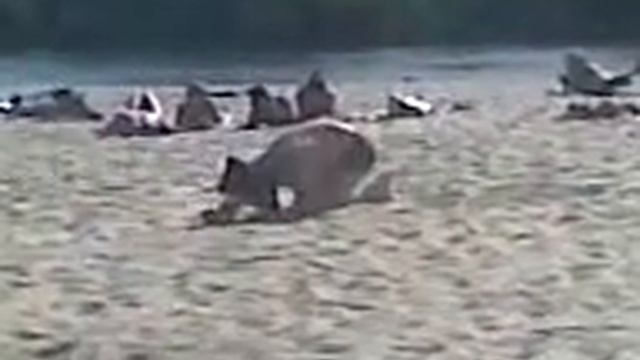 брачные танцы морских тюленей смотреть онлайн