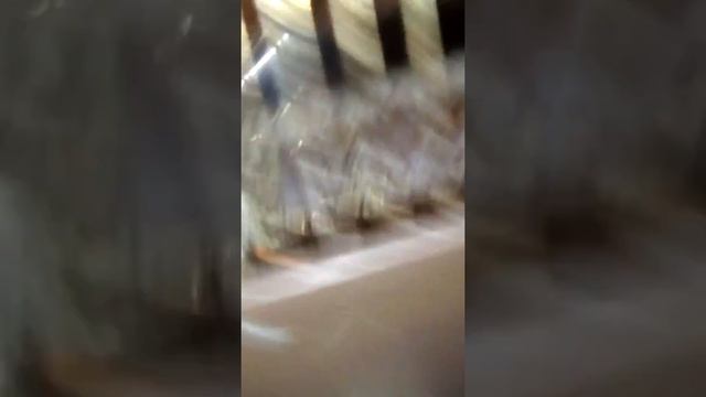 Мой питомец и я : канал карусель смотреть онлайн