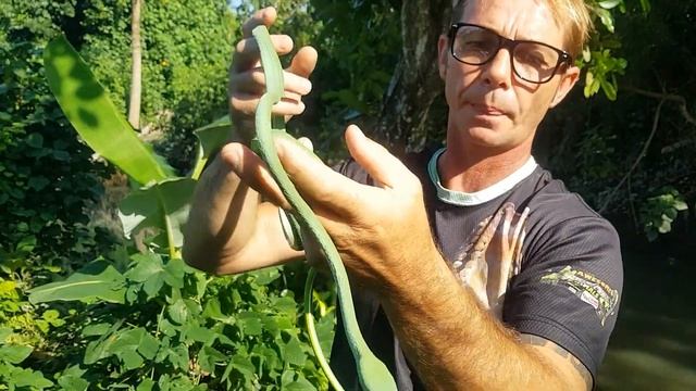 DEADLY VENOMOUS SNAKE?? BIG GREEN VINE SNAKE🐍🐍 Corey Wild смотреть онлайн
