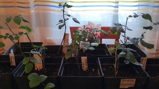 Обрезала розы из черенков. смотреть онлайн