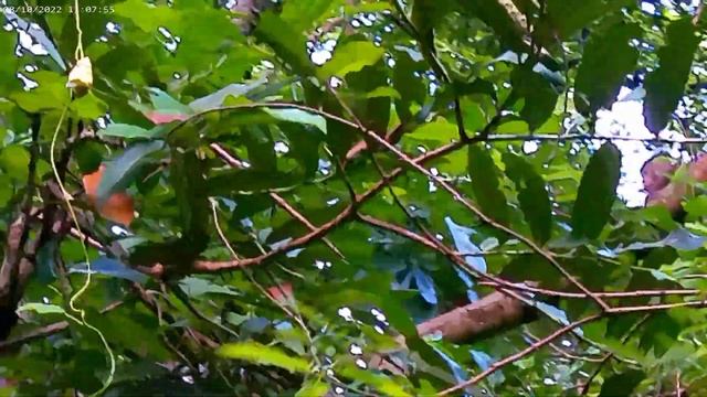 Forest Monkey and activities. #monkey #youtubevideo #savannah #animals #realmonkey смотреть онлайн