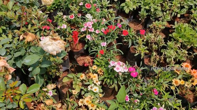Plant Nursery Visit | Plants Rs 10 to 5 Lakh | Indoor Plants | Sri Bhavani Nursery Gardens смотреть онлайн