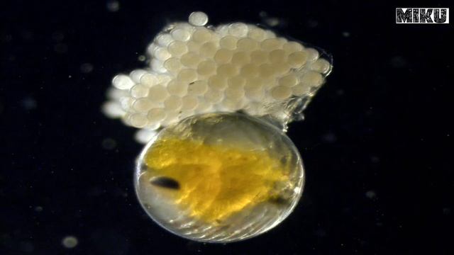 Huevos de Carcinonenertes 1 смотреть онлайн