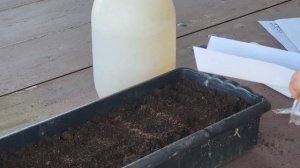 Посев табака. Табачные ясли !