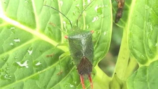 20090815ハサミツノカメムシ смотреть онлайн