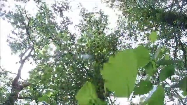 Agelastica alni смотреть онлайн