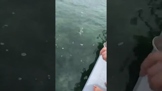 Alex the barracuda kid смотреть онлайн