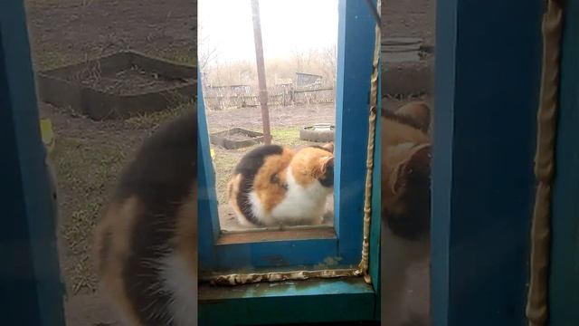 деревенские будни