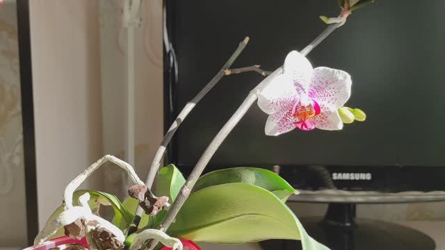 ПОЧЕМУ не надо обрезать ЦВЕТОНОСЫ У ОРХИДЕЙ. ТРИПСЫ #орхидеи #цветоносы #трипсы #размножение #актара смотреть онлайн