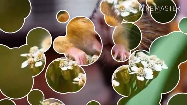Самые милые животные топ 6 смотреть онлайн