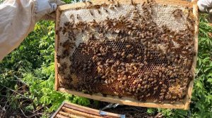 2024-07-27 Пчёлы Карника. 2 недели после приобретения пчелопакета.