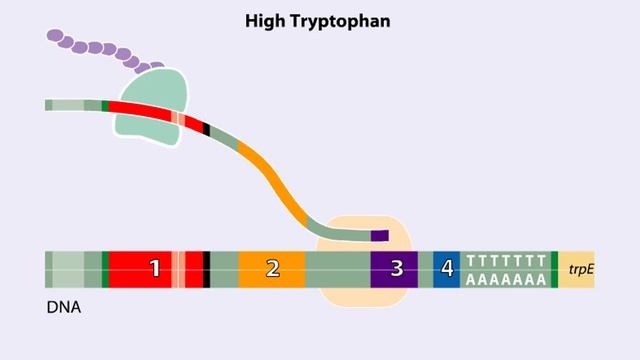 Trp operon Animation смотреть онлайн