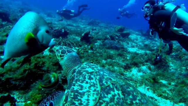 GoPro: Cozumel - An Epic Vacation Adventure смотреть онлайн
