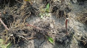 ЕЖЕВИКА. РАЗМНОЖЕНИЕ И ХРАНЕНИЕ.