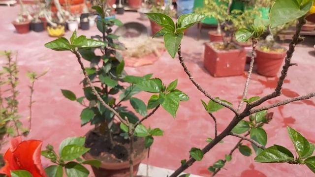 Hibiscus (गुडहल) Plant Care for Summer | Get more flowers | Secret Tips | Rooftop Organics смотреть онлайн